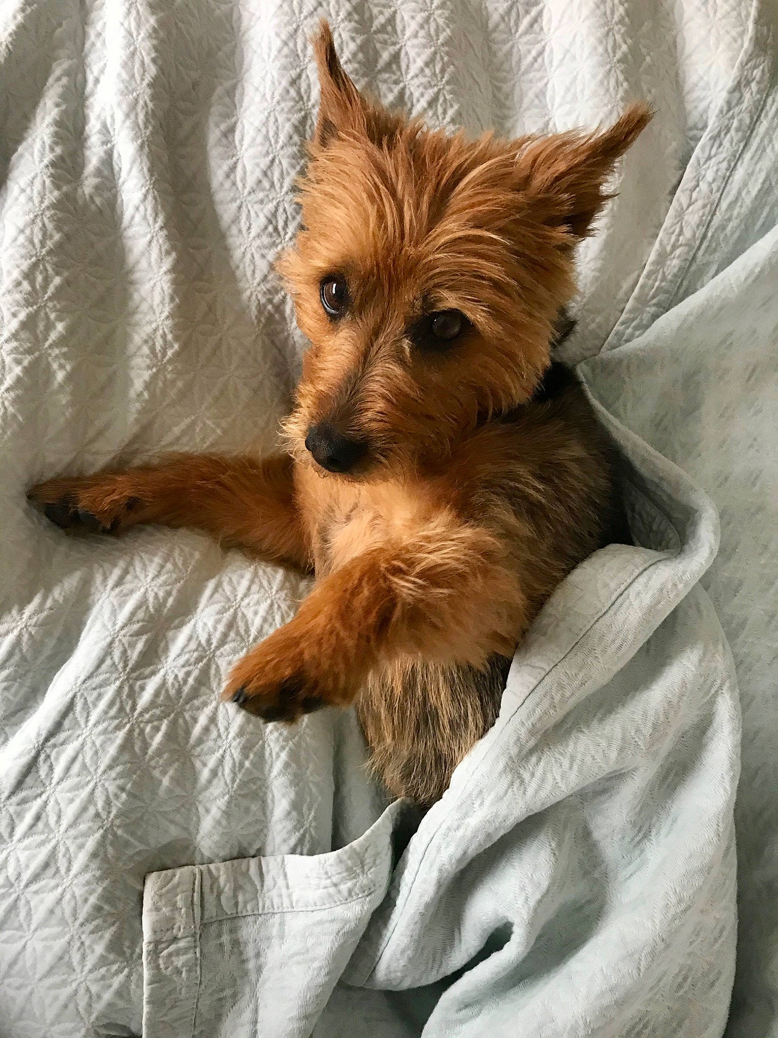 Poppy is registered to the contest to win money with this photo: australian_silky_terrier, australian_terrier, berger_picard, cairn_terrier, canidae, carnivore, companion_dog, dog, dog_breed, fur, mammal, norfolk_terrier, norwich_terrier, puppy, rare_breed_dog, small_terrier, snout, terrier, vertebrate, yorkshire_terrier