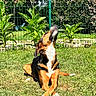 animal, black, brown, canine, crossed_paws, daytime, dog, fence, garden, grass, greenery, leisure, nature, outdoor, peaceful, pet, relaxing, summer, sunlight, white