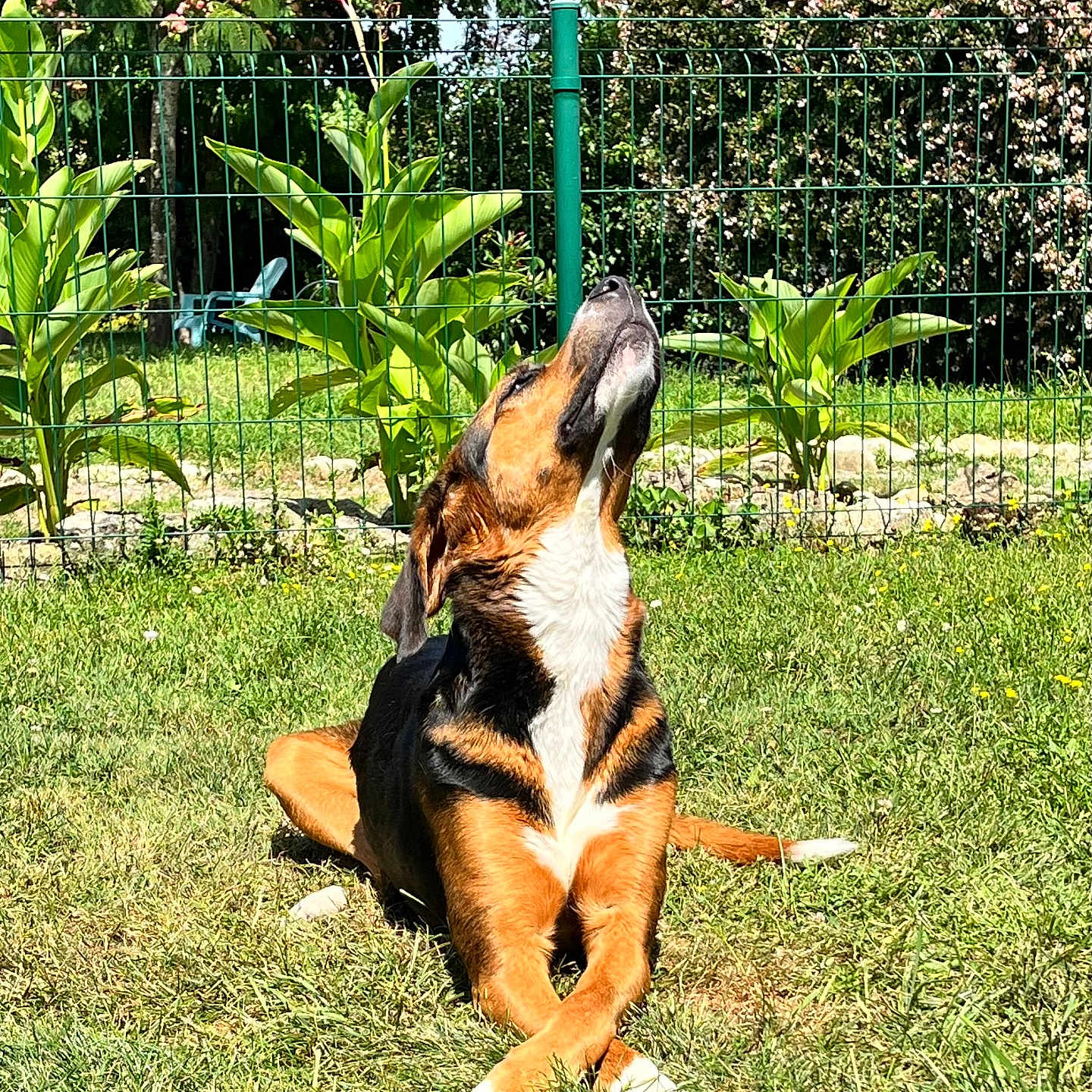 Taya a rejoint le concours — aidez-le/la à gagner de superbes lots ! animal, black, brown, canine, crossed_paws, daytime, dog, fence, garden, grass, greenery, leisure, nature, outdoor, peaceful, pet, relaxing, summer, sunlight, white