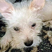 Bolt is registered to the contest to win money with this photo: dog, puppy, white_dog, fluffy, shaggy, pet, animal, close_up, portrait, face, eyes, nose, ears, fur, lying_down, indoor, carpet, home, cute, looking_at_camera
