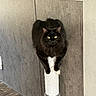 black_cat, cat, scratching_post, indoor, pet, feline, yellow_eyes, perched, wooden_floor, gray_wall, fur, animal, looking_at_camera, close_up, domestic_cat, whiskers, ears, claws, quiet, curious