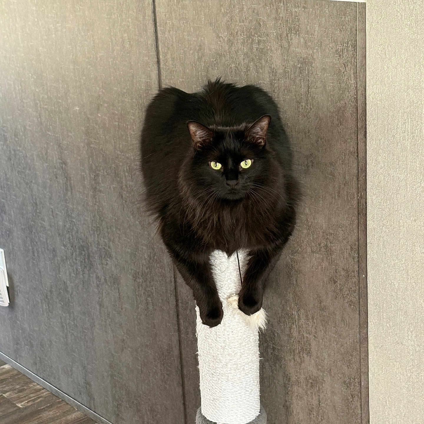 Sophia joined the competition — help win amazing prizes! black_cat, cat, scratching_post, indoor, pet, feline, yellow_eyes, perched, wooden_floor, gray_wall, fur, animal, looking_at_camera, close_up, domestic_cat, whiskers, ears, claws, quiet, curious