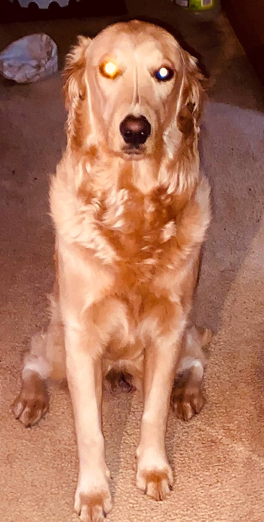 Daisy Mae is registered to the contest to win money with this photo: ancient_dog_breeds, canidae, carnivore, companion_dog, dog, dog_breed, durango_boot, fawn, fur, golden_retriever, guard_dog, gun_dog, liver, retriever, shout, snout, sporting_group, whiskers, working_animal, working_dog