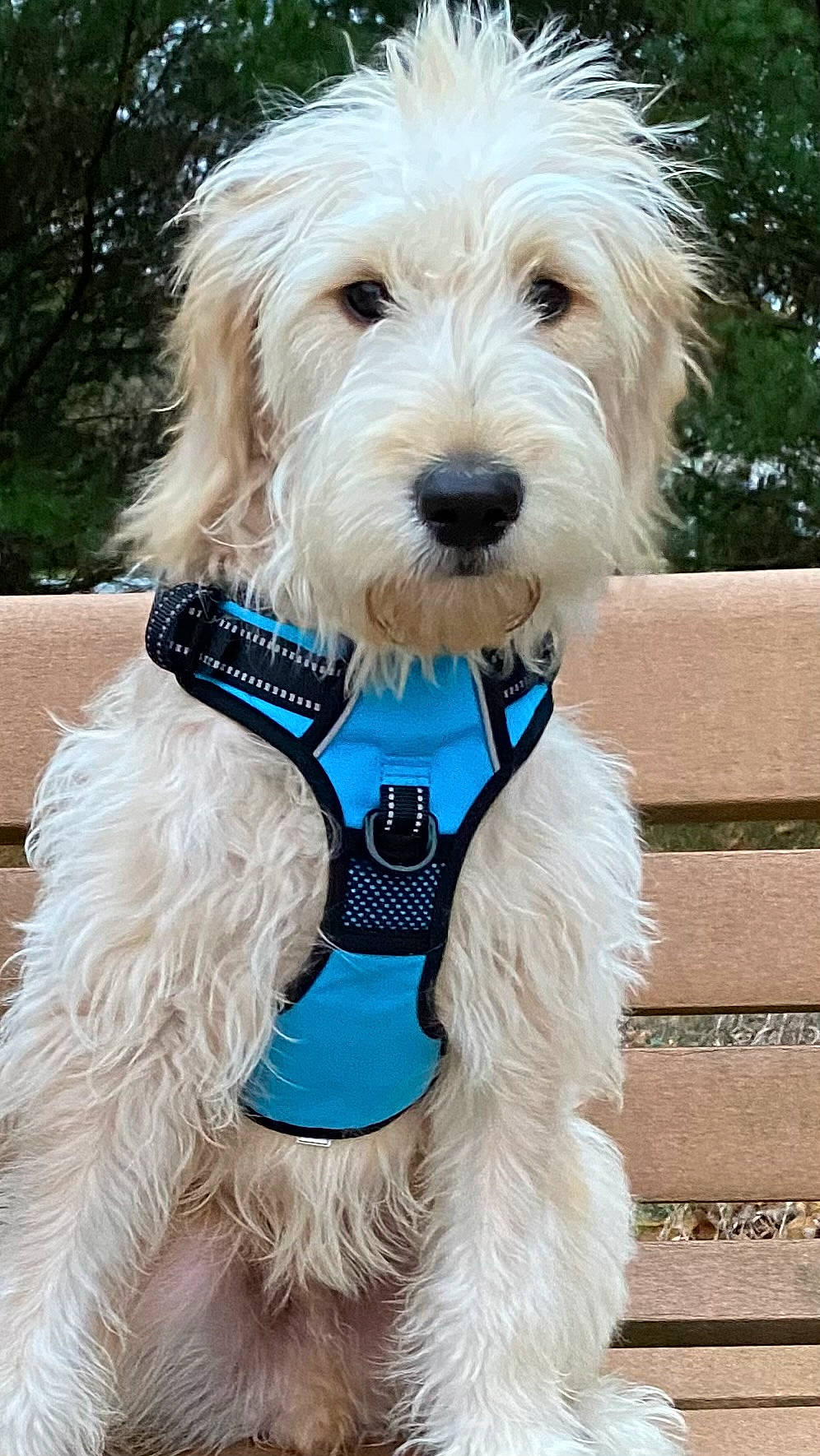 Whisky is registered to the contest to win money with this photo: carnivore, collar, companion_dog, dog, dog_breed, dog_clothes, dog_collar, dog_supply, electric_blue, fashion_accessory, fawn, fur, leash, pet_supply, small_terrier, snout, sporting_group, terrier, toy_dog, working_animal