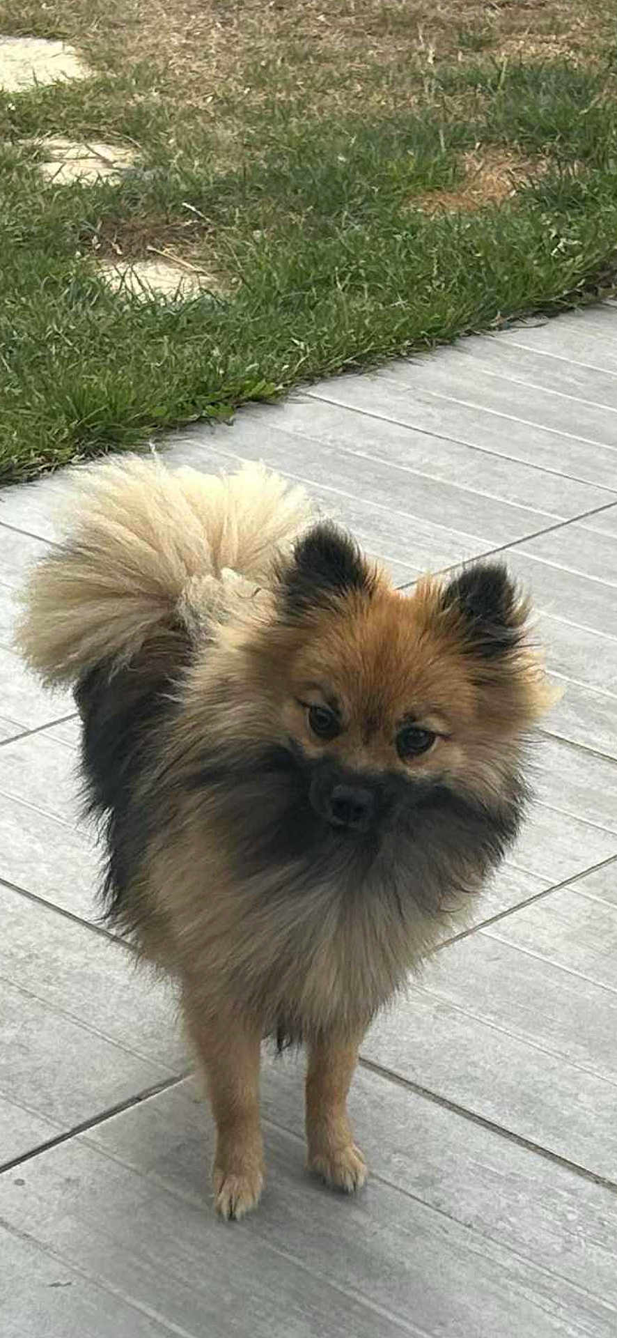 Yumi participe au concours pour gagner de l'argent avec cette photo : dog, small_dog, fluffy, outdoor, pet, grass, tail, ears, cute, animal, canine, fur, brown, black, standing, alert, pavement, sidewalk, nature, portrait