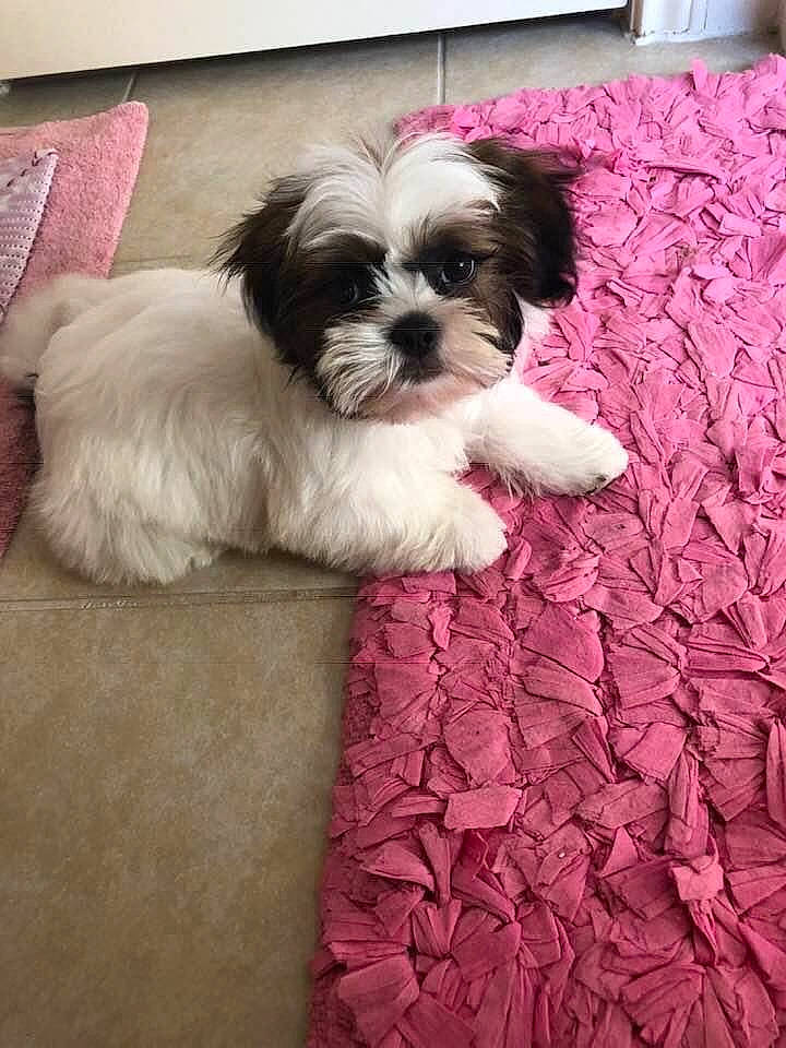 Bandit joined the competition — help win amazing prizes! bolonka, canidae, carnivore, chinese_imperial_dog, companion_dog, dog, dog_breed, kyi_leo, lhasa_apso, lowchen, mal_shi, maltepoo, mammal, morkie, pekapoo, puppy, schnoodle, shih_poo, shih_tzu, vertebrate