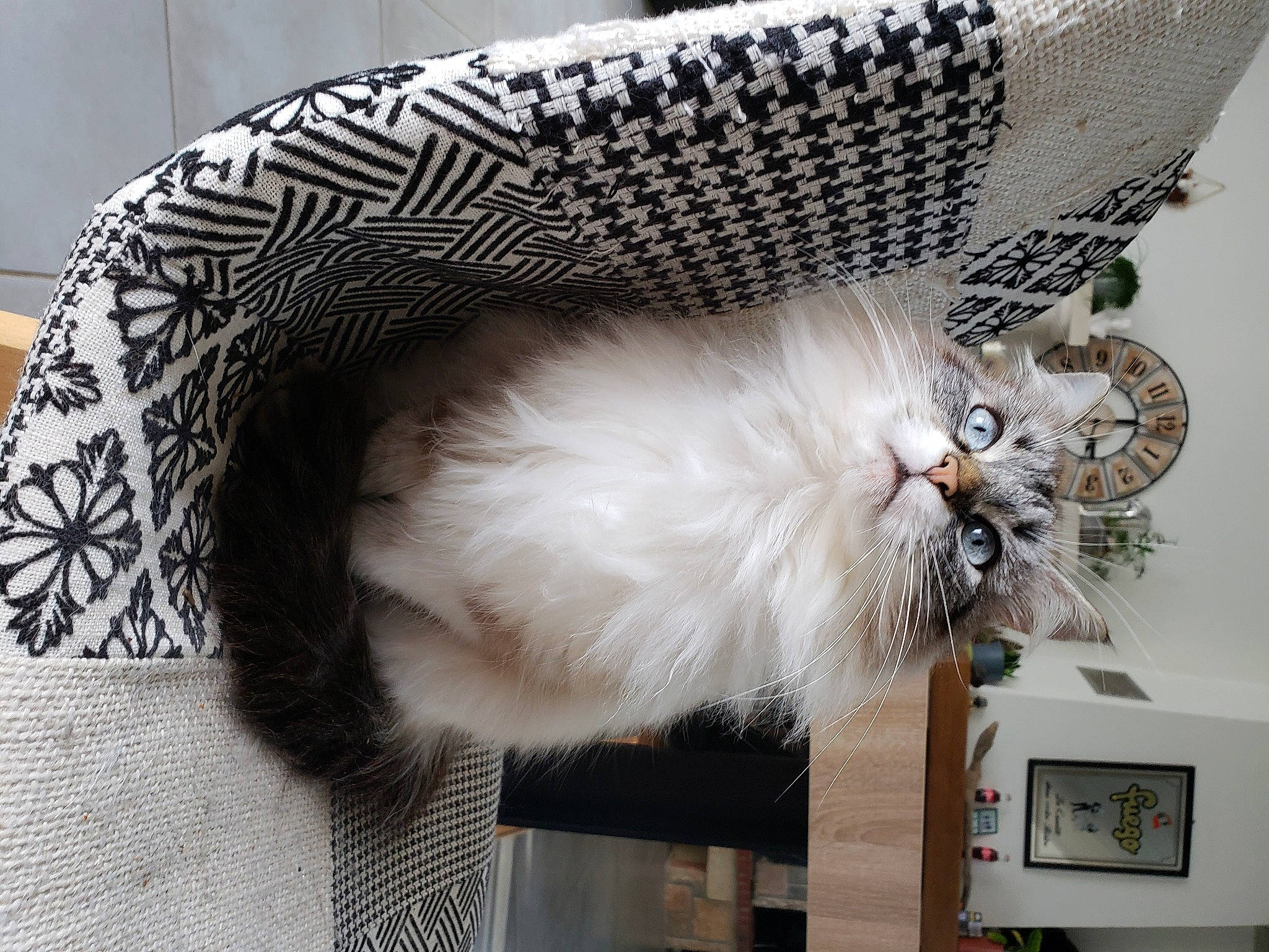 Croutchi participe au concours pour gagner de l'argent avec cette photo : carnivore, cat, claw, companion_dog, costume_hat, fashion_accessory, fawn, feather, felidae, fur, hat, headpiece, helmet, jewellery, paw, small_to_medium_sized_cats, tail, whiskers, white, wing