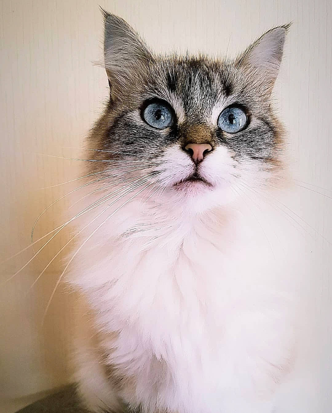 Croutchi participe au concours pour gagner de l'argent avec cette photo : art, carnivore, cat, claw, domestic_short_haired_cat, felidae, fur, paw, small_to_medium_sized_cats, snout, tail, terrestrial_animal, whiskers, window