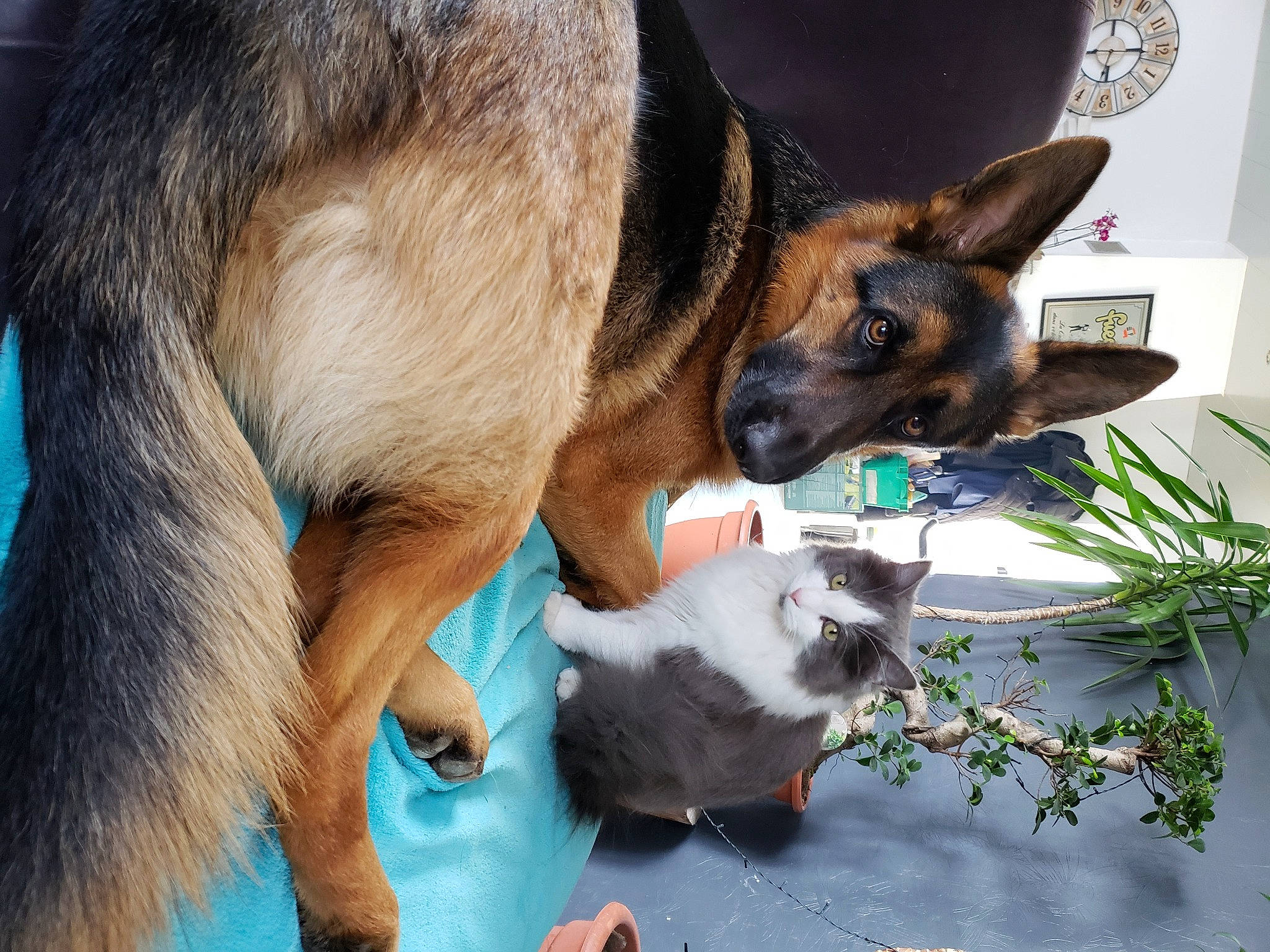 Snowbell a rejoint le concours — aidez-le/la à gagner de superbes lots ! canidae, carnivore, cat, collar, comfort, companion_dog, dog, dog_breed, fawn, felidae, fur, german_shepherd_dog, mammal, paw, plant, small_to_medium_sized_cats, snout, sporting_group, tail, whiskers