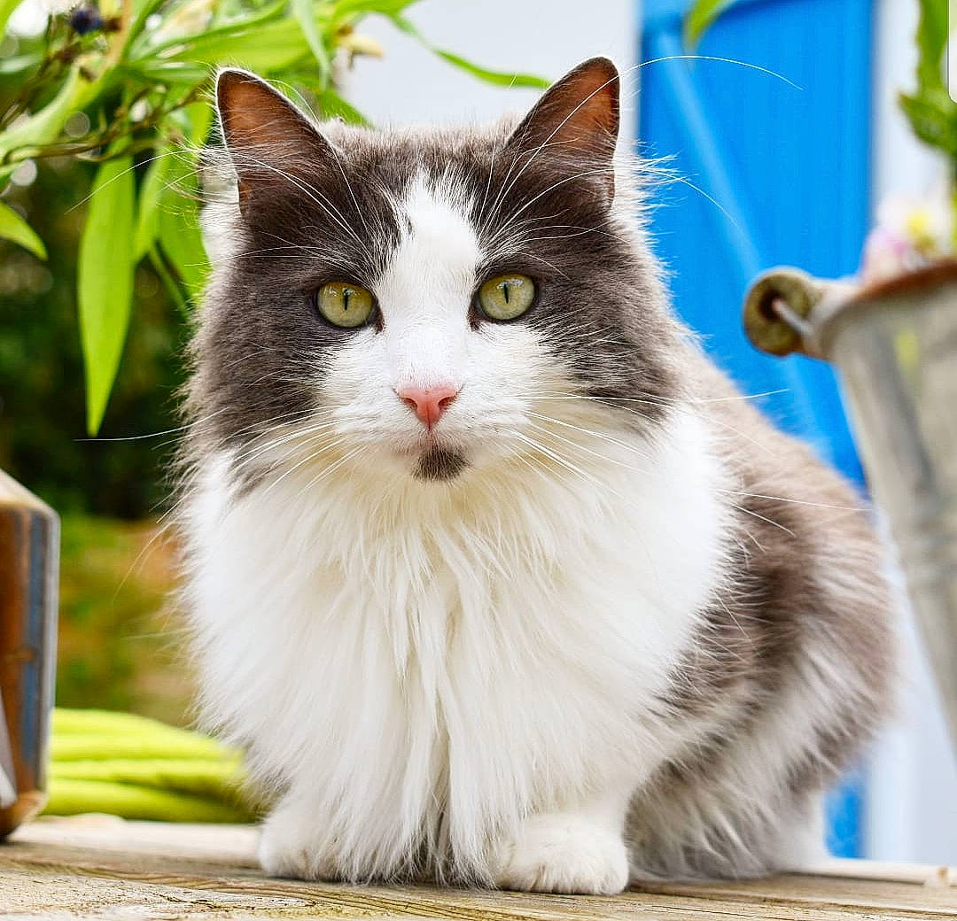 Snowbell a rejoint le concours — aidez-le/la à gagner de superbes lots ! carnivore, cat, domestic_short_haired_cat, electric_blue, felidae, fur, grass, paw, photo_caption, plant, sitting, small_to_medium_sized_cats, snout, tail, whiskers, window, wood
