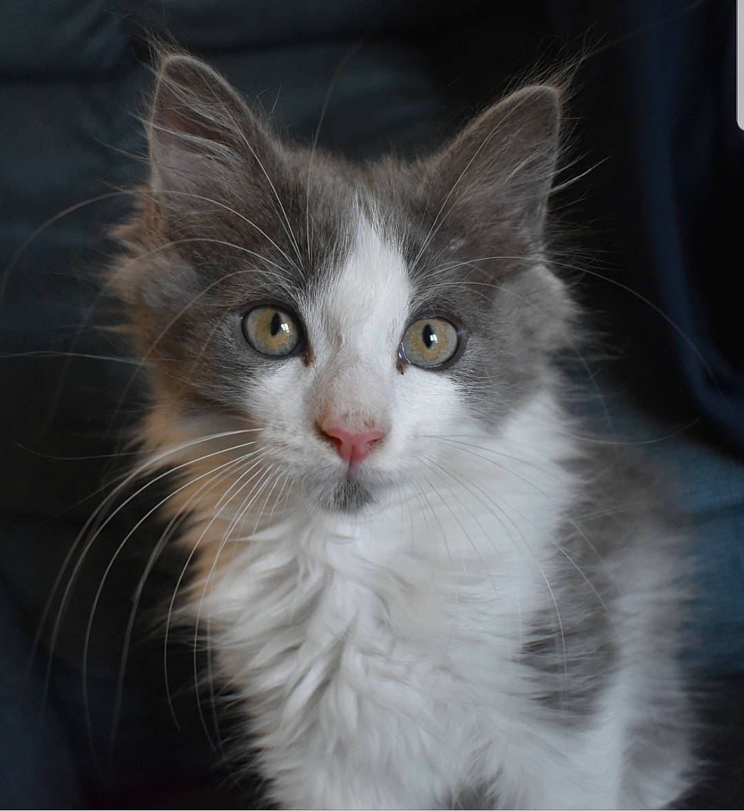 Snowbell participe au concours pour gagner de l'argent avec cette photo : carnivore, cat, domestic_short_haired_cat, eye, felidae, fur, hair, head, human_body, maine_coon, paw, small_to_medium_sized_cats, snout, tail, whiskers