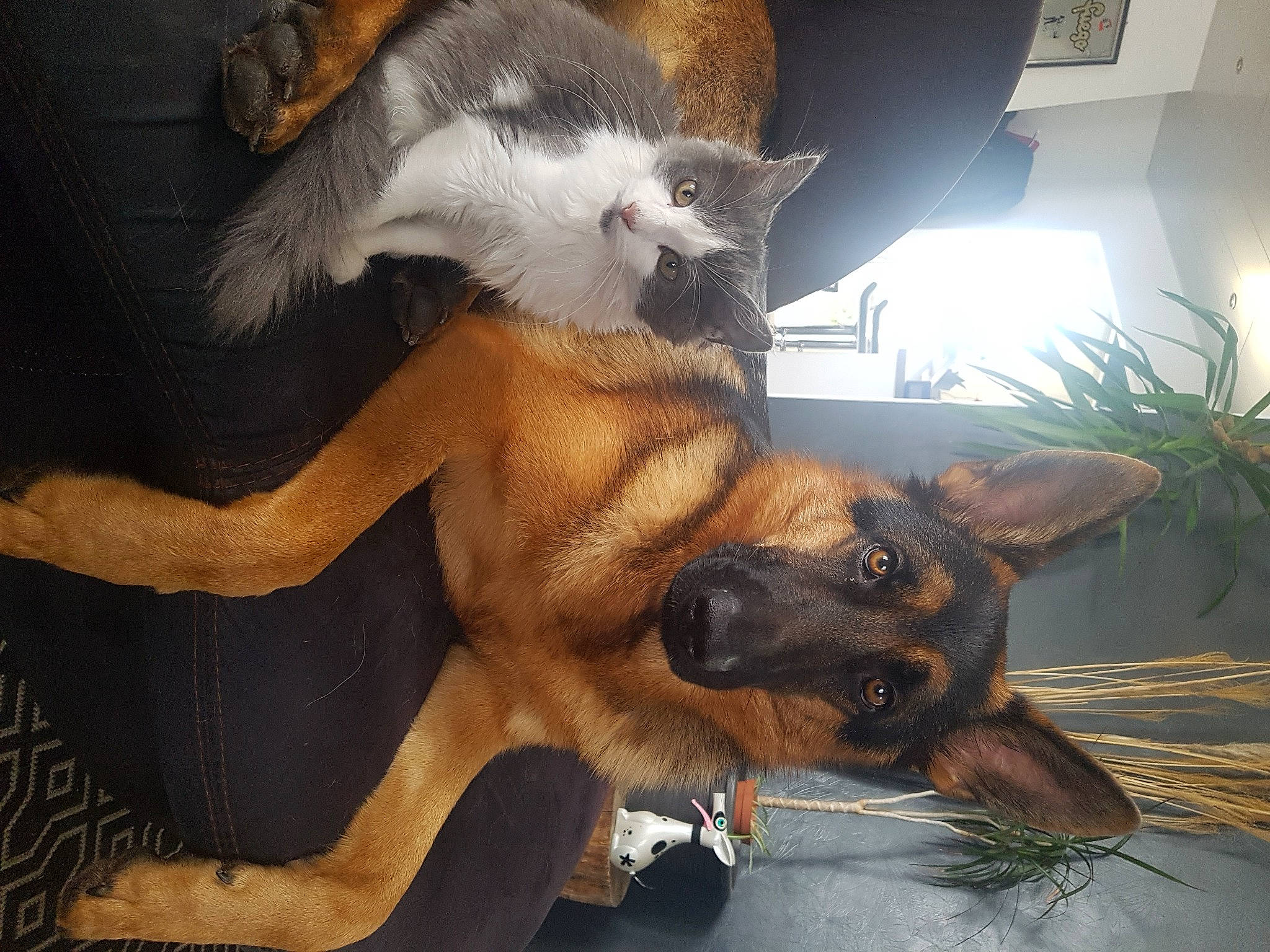 Snowbell a rejoint le concours — aidez-le/la à gagner de superbes lots ! carnivore, cat, claw, comfort, companion_dog, dog, dog_breed, fawn, felidae, foot, fur, houseplant, paw, plant, small_to_medium_sized_cats, snout, street_dog, tail, whiskers, window