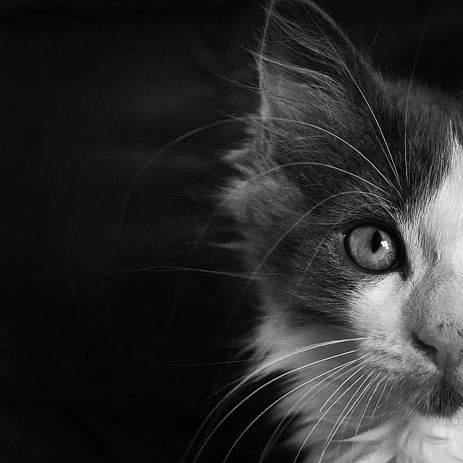 Snowbell a rejoint le concours — aidez-le/la à gagner de superbes lots ! carnivore, cat, darkness, domestic_short_haired_cat, felidae, fur, iris, macro_photography, monochrome_photography, small_to_medium_sized_cats, snout, still_life_photography, whiskers, window