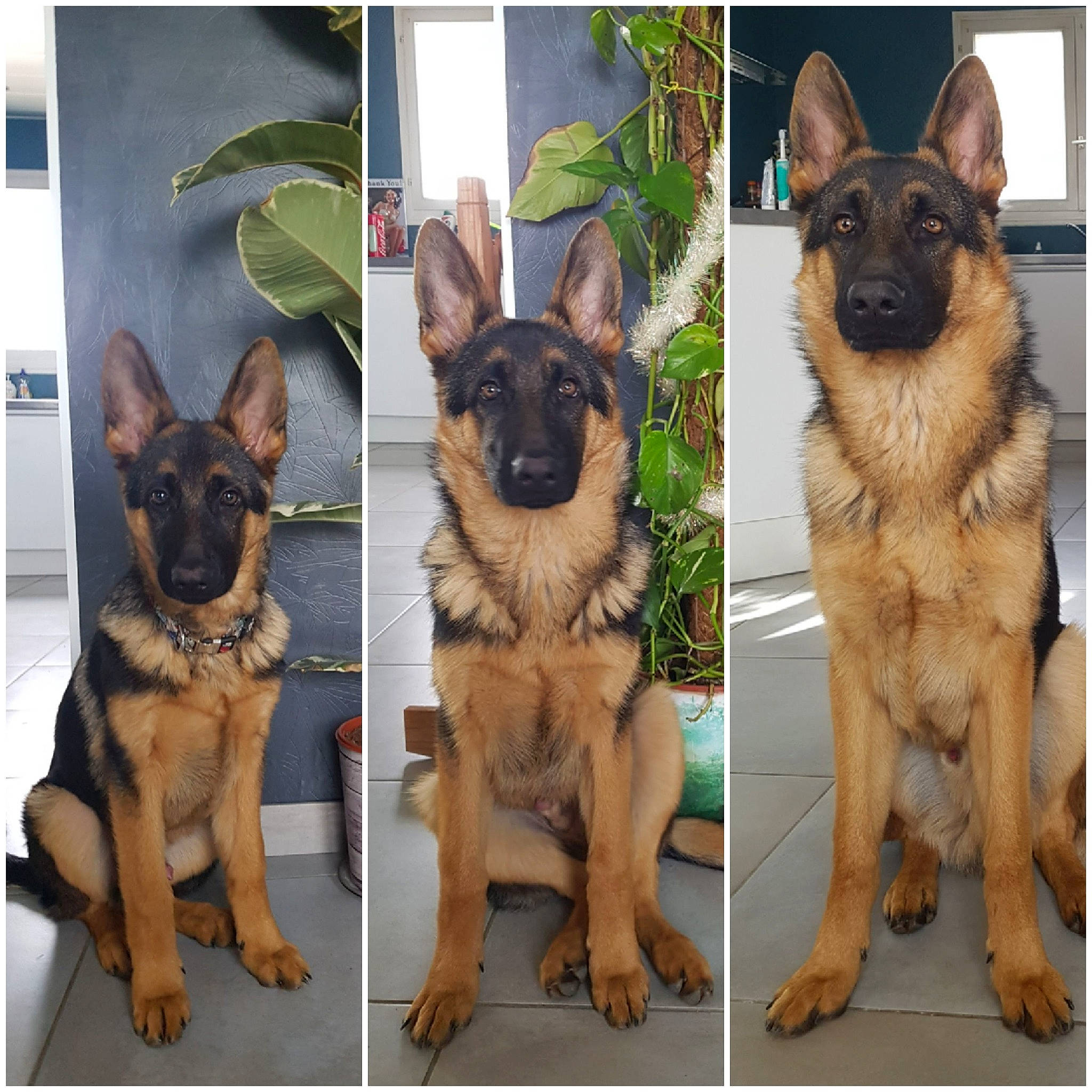 Kovu a rejoint le concours — aidez-le/la à gagner de superbes lots ! canidae, carnivore, collar, companion_dog, dog, dog_breed, dog_collar, dog_supply, fashion_accessory, fawn, fur, german_shepherd_dog, king_shepherd, old_german_shepherd_dog, pet_supply, plant, snout, sporting_group, working_animal, working_dog