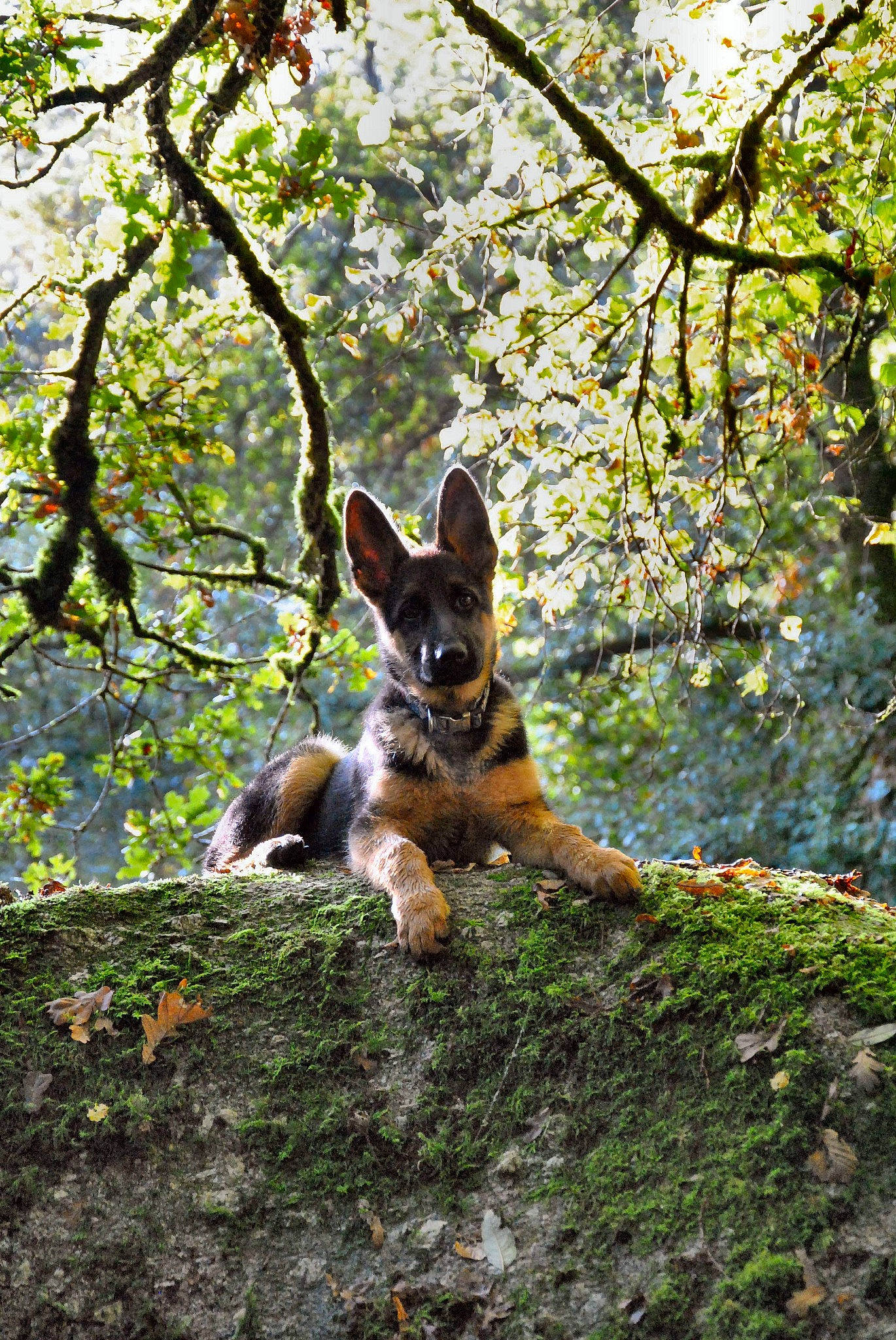 Kovu participe au concours pour gagner de l'argent avec cette photo : canidae, carnivore, companion_dog, deciduous, dog, dog_breed, fawn, forest, grass, people_in_nature, plant, snout, sporting_group, tail, temperate_broadleaf_and_mixed_forest, tree, trunk, twig, wood, woodland