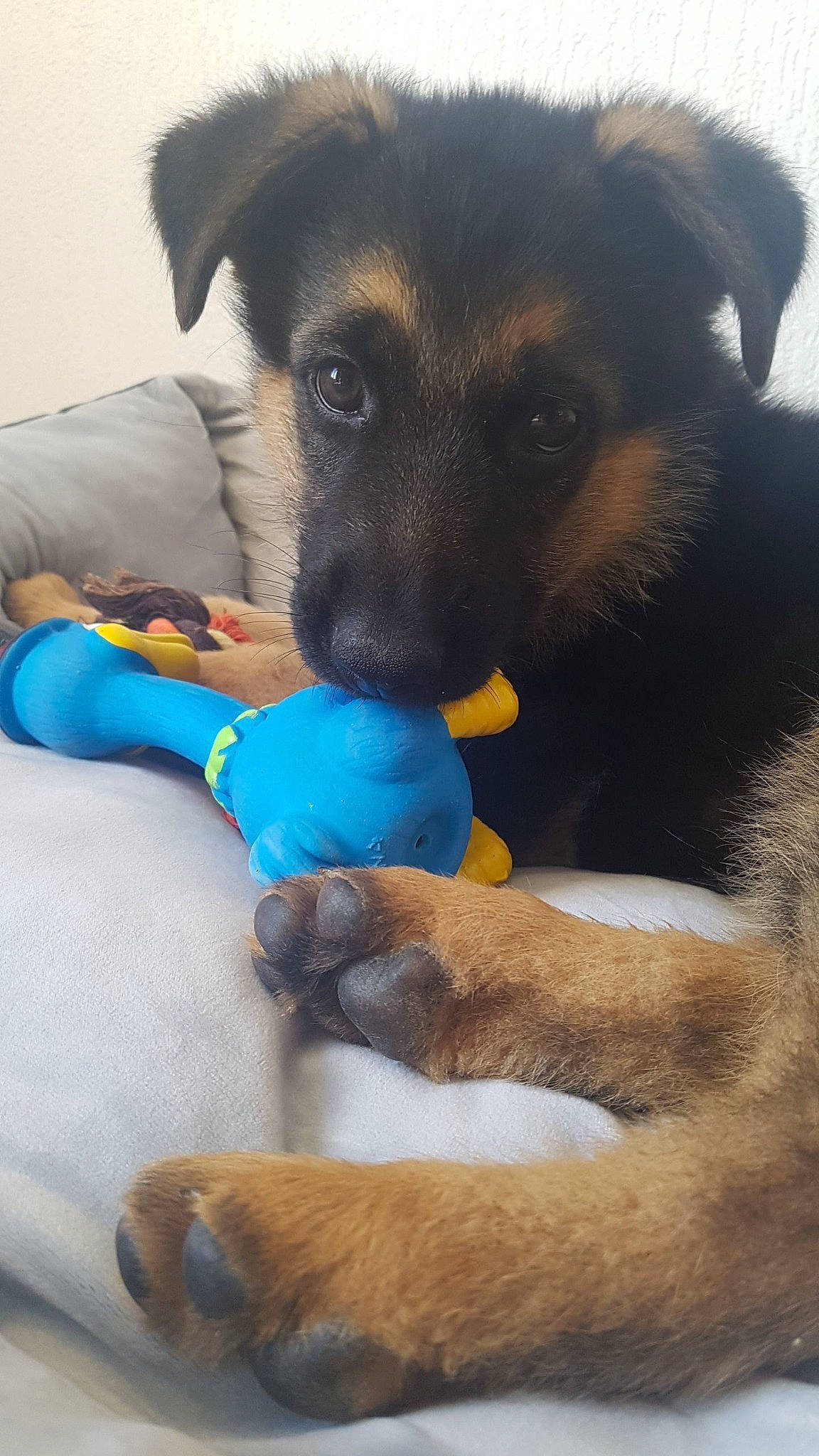 Kovu participe au concours pour gagner de l'argent avec cette photo : carnivore, comfort, companion_dog, dog, dog_bed, dog_breed, dog_supply, ear, fawn, fur, german_shepherd_dog, king_shepherd, mammal, old_german_shepherd_dog, paw, pet_supply, snout, sporting_group, whiskers, working_animal