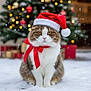 adorable, animal, cat, celebration, christmas_tree, cute, decorations, festive, fluffy, holiday, lights, ornaments, outdoor, pet, ribbon, santa_hat, seasonal, snow, snowfall, winter