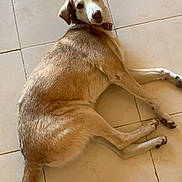 Tya a rejoint le concours — aidez-le/la à gagner de superbes lots ! dog, animal, pet, lying_down, floor, tile, looking_back, fur, tail, ears, collar, indoor, brown, white, cute, canine, domestic_animal, relaxed, resting, companion
