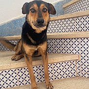 Kiba a rejoint le concours — aidez-le/la à gagner de superbes lots ! dog, stairs, tile_pattern, animal, pet, canine, sitting, brown, black, ears, face, paws, outdoor, wall, step, looking, fur, alert, domestic_animal, portrait