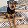 alert, animal, black, brown, canine, dog, domestic_animal, ears, face, fur, looking, outdoor, paws, pet, portrait, sitting, stairs, step, tile_pattern, wall