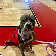 Rosie Marie joined the competition — help win amazing prizes! dog, pet, animal, indoor, gym, floor, red_vest, leash, obedient, brown_dog, white_paws, collar, pitbull, looking_at_camera, wooden_floor, sports_court, reflection, person_hand, pink_leash, seated
