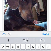 Frank is registered to the contest to win money with this photo: dog, dachshund, pet, indoor, close_up, ears, animal, canine, resting, furniture, curtains, cozy, brown, portrait, face, companion, cute, domestic, home, relaxed