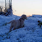 Thor participe au concours pour gagner de l'argent avec cette photo : puppy, dog, snow, snowy_ground, grass, outdoor, winter, evening, fence, rural, field, animal, pet, young_dog, nature, cold, frost, morning_light, landscape, curious
