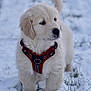 Thor a rejoint le concours — aidez-le/la à gagner de superbes lots ! puppy, dog, golden_retriever, snow, outdoor, pet, animal, harness, cute, fluffy, winter, grass, young, canine, nature, cold, fur, walking, playful, adorable