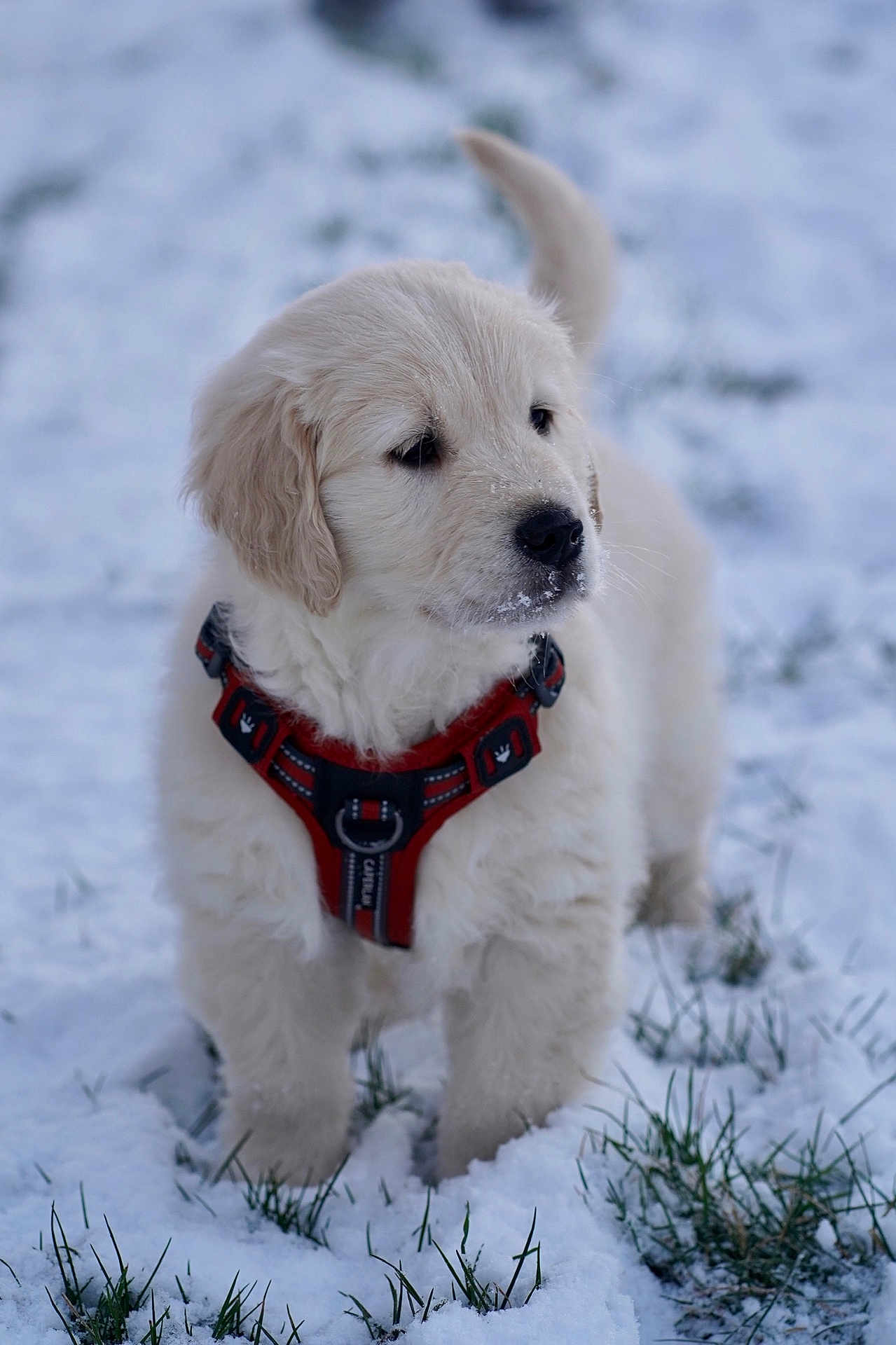 Thor a rejoint le concours — aidez-le/la à gagner de superbes lots ! puppy, dog, golden_retriever, snow, outdoor, pet, animal, harness, cute, fluffy, winter, grass, young, canine, nature, cold, fur, walking, playful, adorable