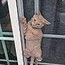cat, kitten, orange_tabby, climbing, screen_door, sliding_door, paws, fur, pet, curious, window, mesh, outdoor, adventure, animal, cute, claw, playful, domestic_cat, young_cat