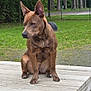 dog, brown_dog, wooden_table, park, greenery, grass, trees, outdoor, pet, animal, ears, sitting, fence, nature, daylight, canine, alert, quiet, calm, portrait