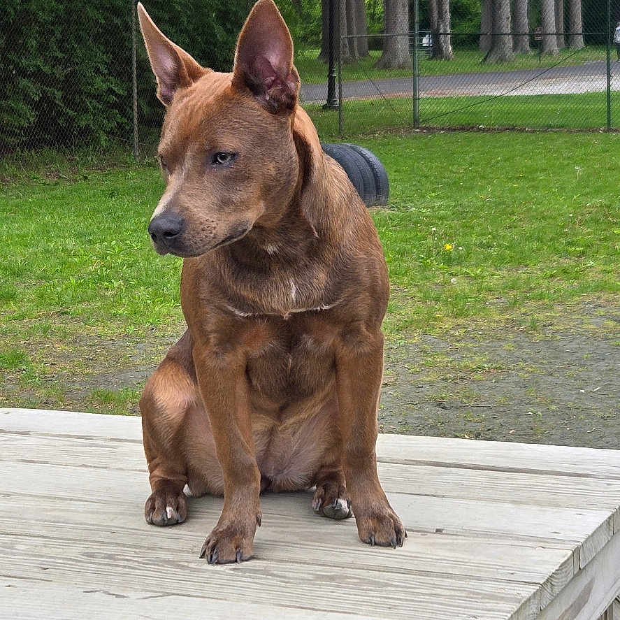 Lucy joined the competition — help win amazing prizes! alert, animal, brown_dog, calm, canine, daylight, dog, ears, fence, grass, greenery, nature, outdoor, park, pet, portrait, quiet, sitting, trees, wooden_table