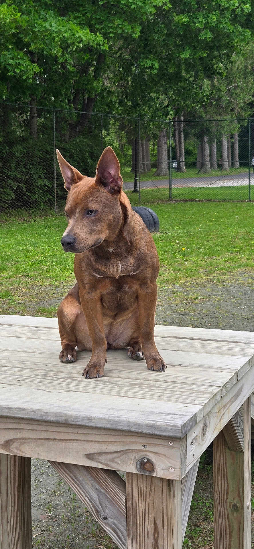 Lucy joined the competition — help win amazing prizes! dog, brown_dog, wooden_table, park, greenery, grass, trees, outdoor, pet, animal, ears, sitting, fence, nature, daylight, canine, alert, quiet, calm, portrait
