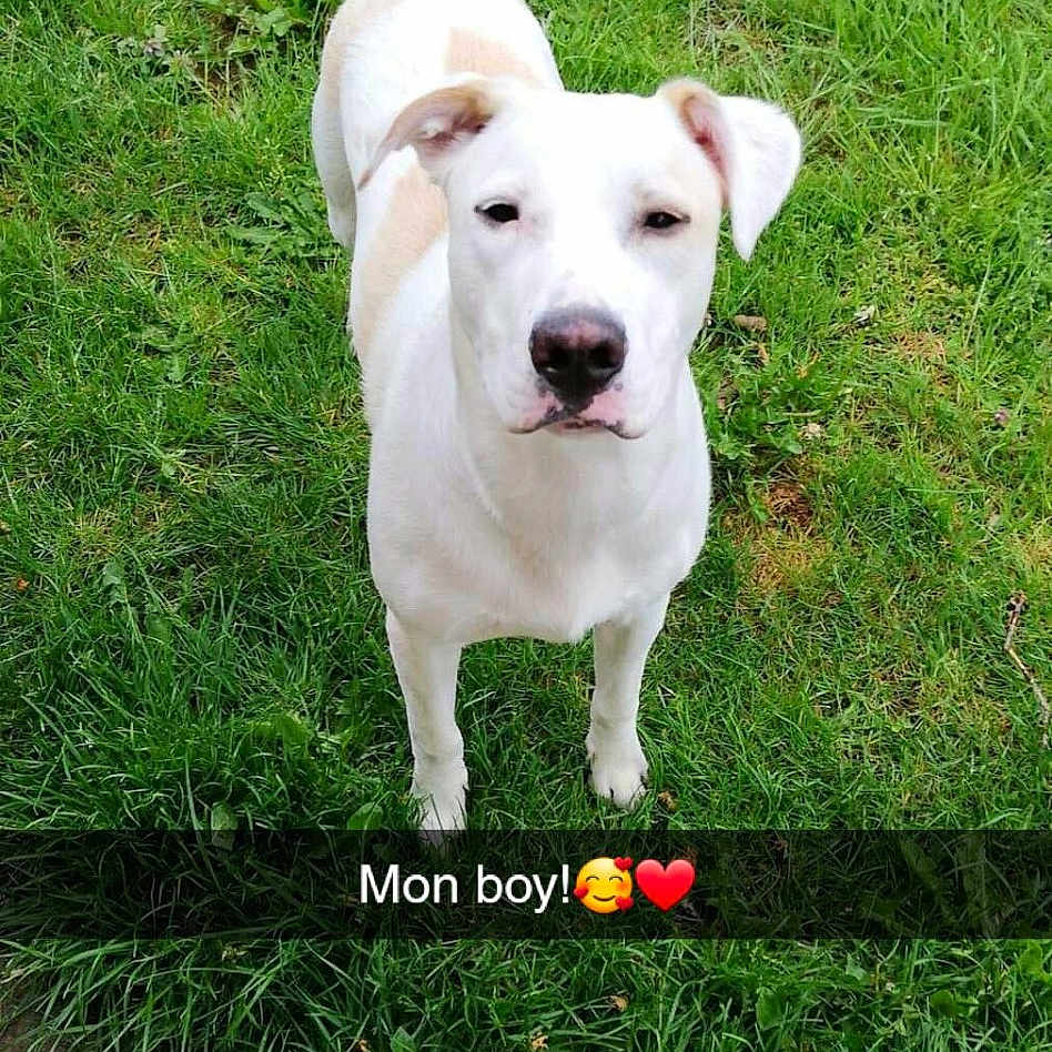 Tyron participe au concours pour gagner de l'argent avec cette photo : animal, art, ball, canine, dog, grass, lawn, nature, origami, outdoors, paper, park, pet, plant, puppy, soil, sport, tennis, tennisball, vegetation