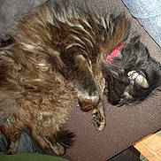 Fidji participe au concours pour gagner de l'argent avec cette photo :