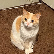 Ginger is registered to the contest to win money with this photo: cat, cream_and_orange, sitting, brown_carpet, indoor, pet, animal, feline, curious, ears, whiskers, door, wall, floor, domestic, cute, fur, eyes, paws, looking