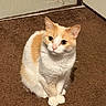 cat, cream_and_orange, sitting, brown_carpet, indoor, pet, animal, feline, curious, ears, whiskers, door, wall, floor, domestic, cute, fur, eyes, paws, looking