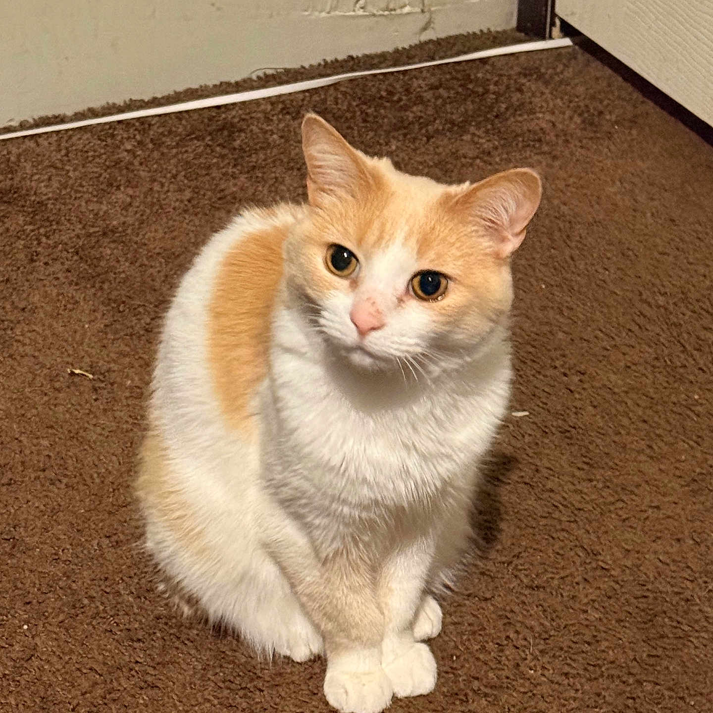 Ginger