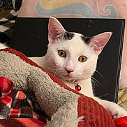 Cheech is registered to the contest to win money with this photo: black_markings, blanket, cat, close_up, comfort, cozy, curious, cute, domestic_animal, feline, indoor, pet, pink_pillow, plush_blanket, red_bell_collar, resting, soft_texture, unicorn_pillow, white_cat, yellow_eyes