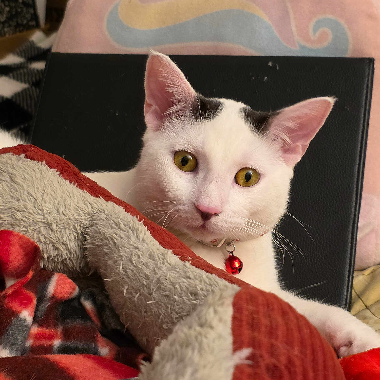 Cheech is registered to the contest to win money with this photo: black_markings, blanket, cat, close_up, comfort, cozy, curious, cute, domestic_animal, feline, indoor, pet, pink_pillow, plush_blanket, red_bell_collar, resting, soft_texture, unicorn_pillow, white_cat, yellow_eyes