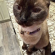 Echo is registered to the contest to win money with this photo: cat, siamese_cat, pet, animal, feline, collar, bell, close_up, curious, countertop, granite, kitchen, floor, cabinet, indoor, whiskers, ears, fur, domestic, sitting