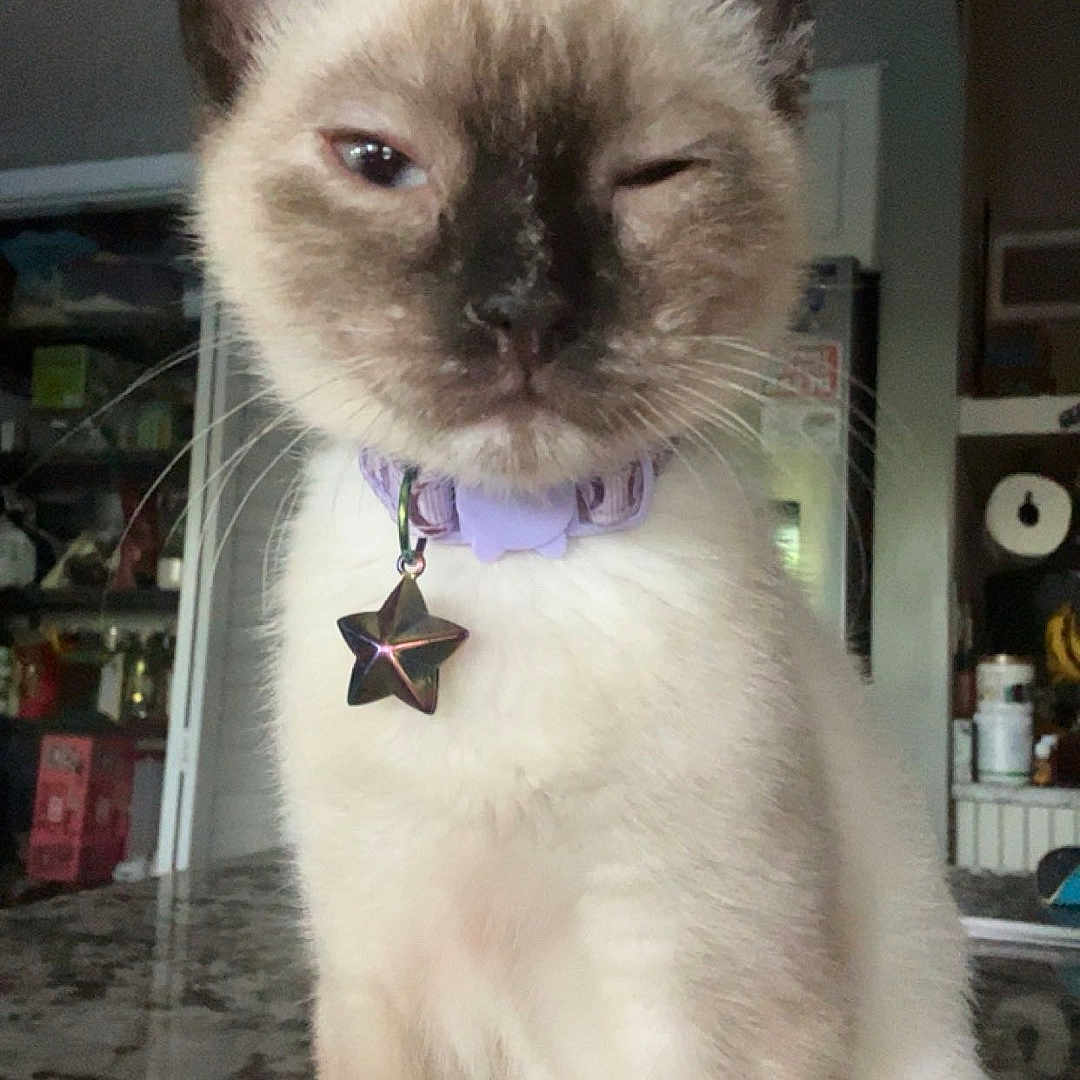 Echo
