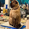 Echo joined the competition — help win amazing prizes! cat, siamese_cat, pet, indoor, kitchen, laptop, countertop, dish_rack, cup, cleaning_supplies, window, domestic, feline, collar, curious, sitting, fur, whiskers, home, table