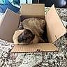 Echo is registered to the contest to win money with this photo: cat, siamese_cat, cardboard_box, table, granite_countertop, indoor, pet, feline, resting, curled_up, brown_fur, black_ears, domestic, household, person, hand, chair, nails, relaxed, cozy