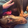 dog, doberman, pet, brown_dog, lying_down, lap, hand, human, comfort, cozy, indoor, close_up, animal, fur, relaxation, caring, warm_light, friendship, companionship, resting