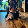 dog, doberman, costume, maid_outfit, indoor, wooden_floor, ears, paws, pet, animal, black_and_brown, houseplant, glass_door, person_outside, vase, basket, furniture, curtains, natural_light, portrait