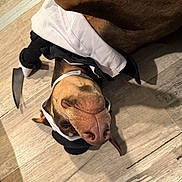 Juniper is registered to the contest to win money with this photo: dog, pet, costume, floor, wooden_floor, upside_down, brown_dog, canine, domestic_animal, indoor, animal, cute, playful, lying_down, looking_up, black_and_white_outfit, nose, ears, whiskers, closeup
