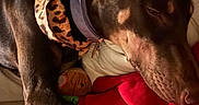 Juniper joined the competition — help win amazing prizes! animal, bed, blanket, close_up, collar, comfort, cozy, doberman, dog, fur, human_arm, indoor, leopard_print, pet, red_sweater, resting, scarf, sleeping, snuggling, warm
