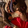 dog, doberman, pet, sleeping, scarf, collar, bed, blanket, red_sweater, cozy, snuggling, animal, fur, indoor, resting, close_up, warm, comfort, human_arm, leopard_print