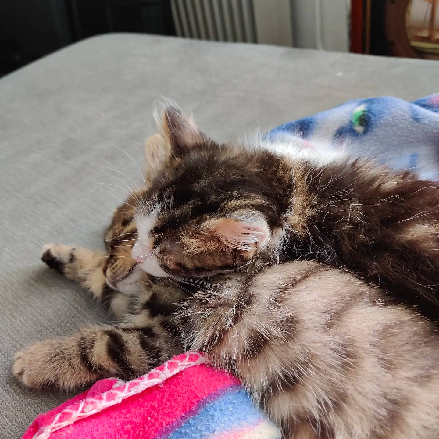 Miko participe au concours pour gagner de l'argent avec cette photo : carnivore, cat, claw, comfort, domestic_short_haired_cat, felidae, fur, nap, paw, sleep, small_to_medium_sized_cats, snout, table, tail, whiskers